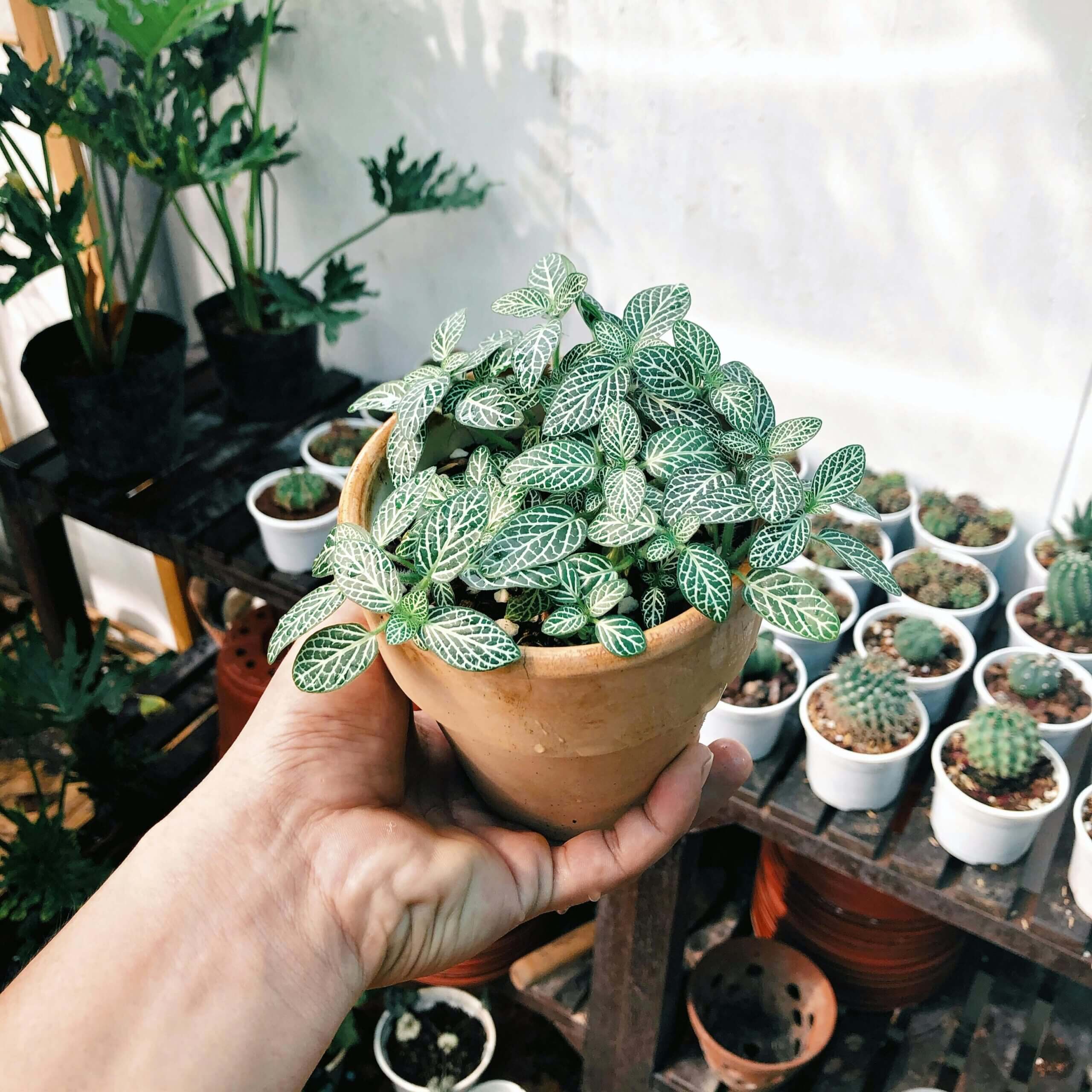 Gardening with Kids